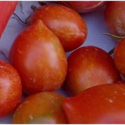 Tomate Brin de Muguet - semillas no tratadas