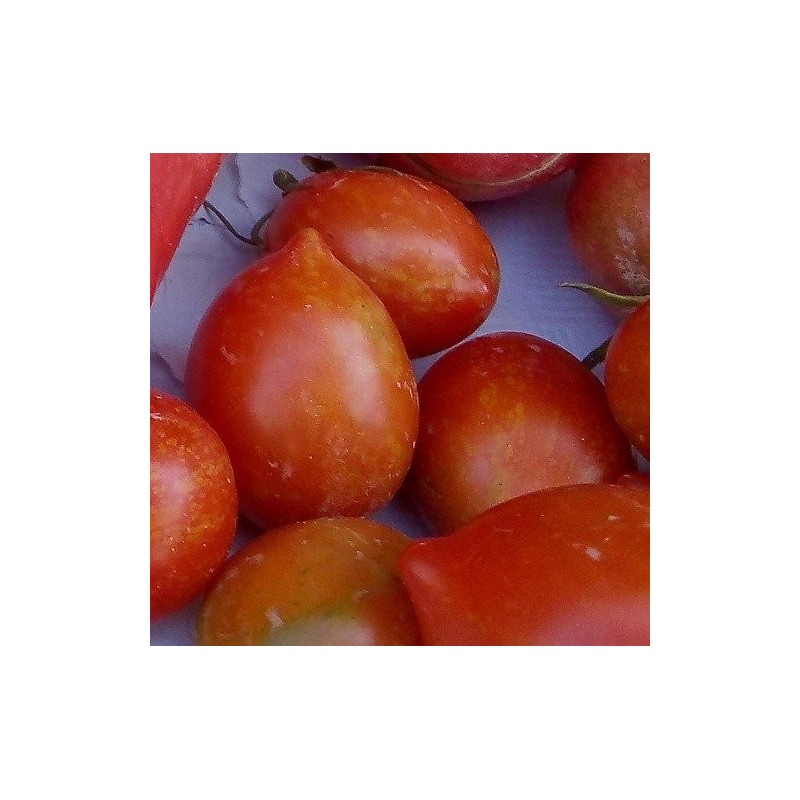 Tomate Brin de Muguet - semillas no tratadas