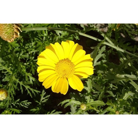 oriental chopsuey - Glebionis coronaria (semillas no tratadas)