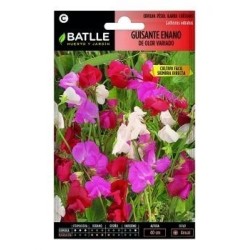 guisante enano de olor variado