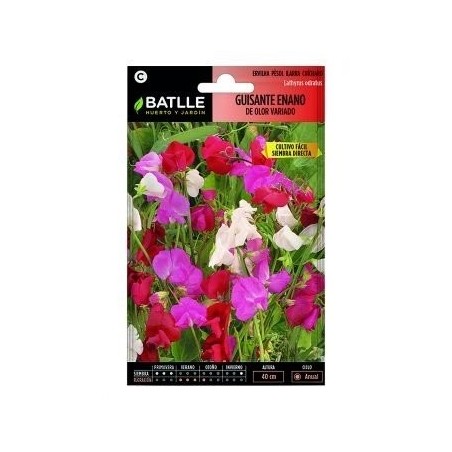 guisante enano de olor variado