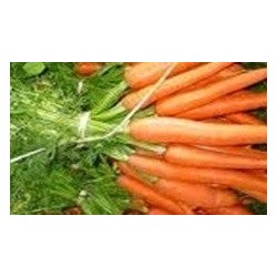 zanahoria nantesa 2 sel. Dangers