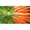 zanahoria nantesa 2 sel. Dangers