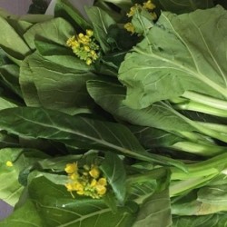 Choy sum gunsho - semillas no tratadas