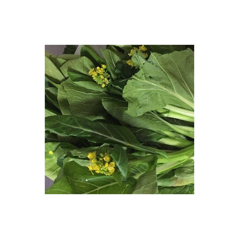 Choy sum gunsho - semillas no tratadas