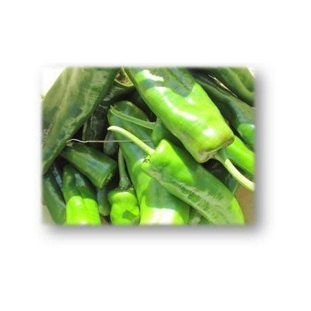 pimiento dulce italiano