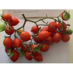 tomate de colgar bombeta (semillas ecolÃ³gicas)