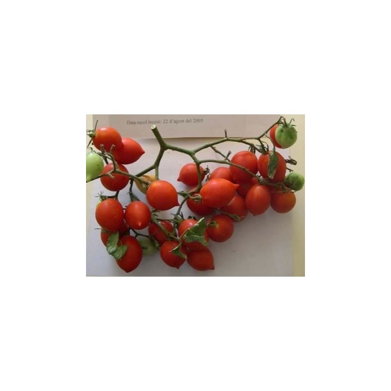 tomate de colgar bombeta (semillas ecolÃ³gicas)