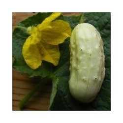 pepino blanco miniatura (semillas ecolÃ³gicas)
