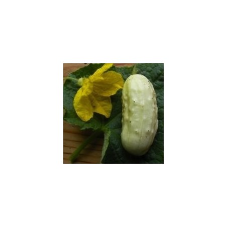 pepino blanco miniatura (semillas ecolÃ³gicas)