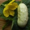 pepino blanco miniatura (semillas ecolÃ³gicas)