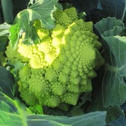 brocoli romanesco natalino (semillas no tratadas)