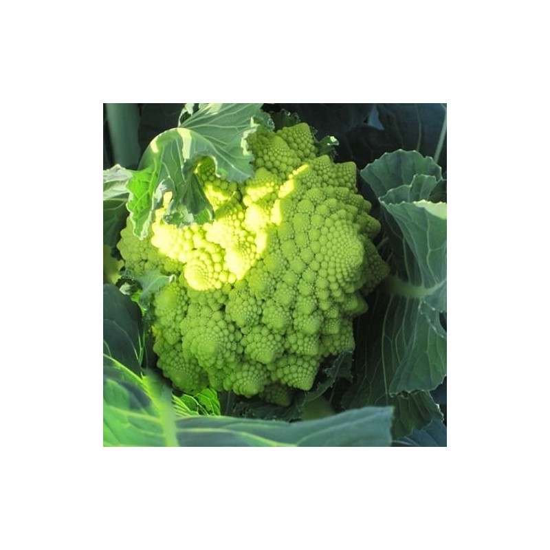 brocoli romanesco natalino (semillas no tratadas)