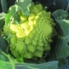 brocoli romanesco natalino (semillas no tratadas)
