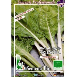 acelga de Trieste - semillas ecolÃ³gicas