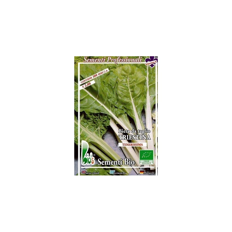 acelga de Trieste - semillas ecolÃ³gicas