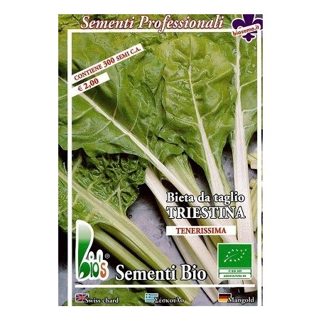 acelga de Trieste - semillas ecolÃ³gicas