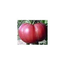 tomate Gregory Altai - semillas no tratadas
