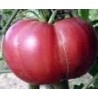 tomate Gregory Altai - semillas no tratadas
