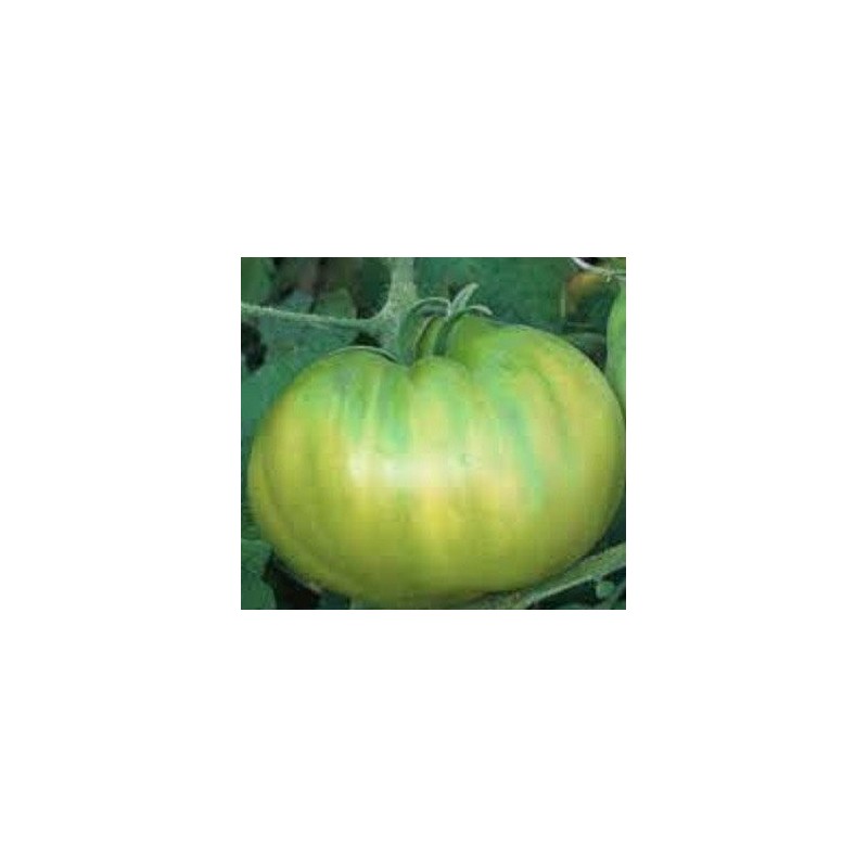 Tomate tasty evergreen - sin tratamiento