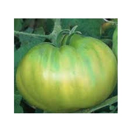 Tomate tasty evergreen - sin tratamiento