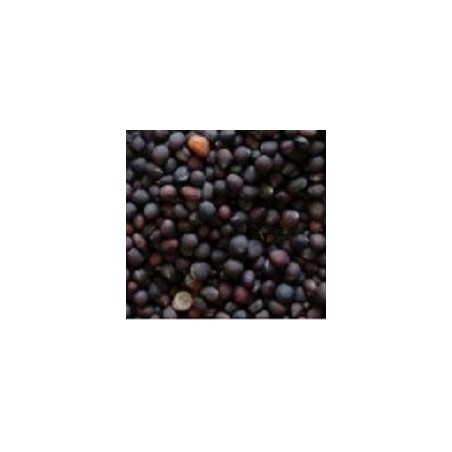 brocoli raab para germinados (semillas ecolÃ³gicas)