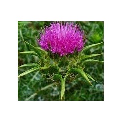 semillas de cardo mariano (silybum marianum)