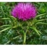 semillas de cardo mariano (silybum marianum)