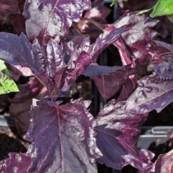 Albahaca Purple Ruffles
