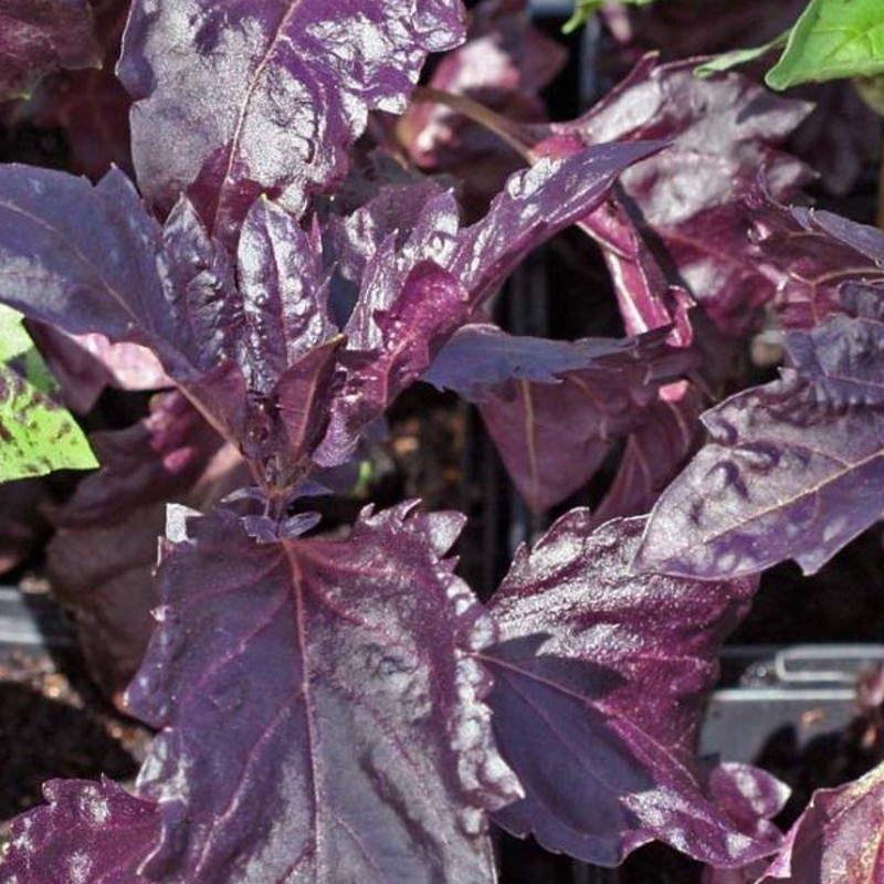 Albahaca Purple Ruffles
