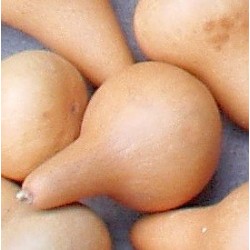 semillas de calabaza del peregrino