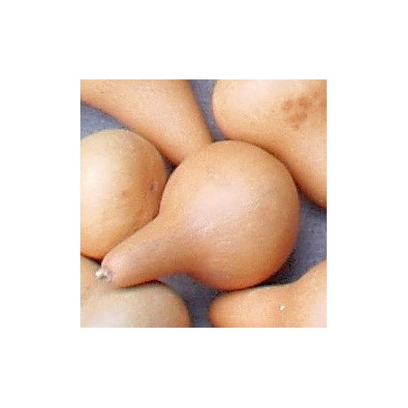 semillas de calabaza del peregrino