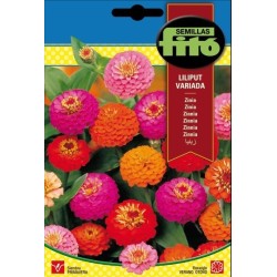 zinia (zinnia lilliput mix)