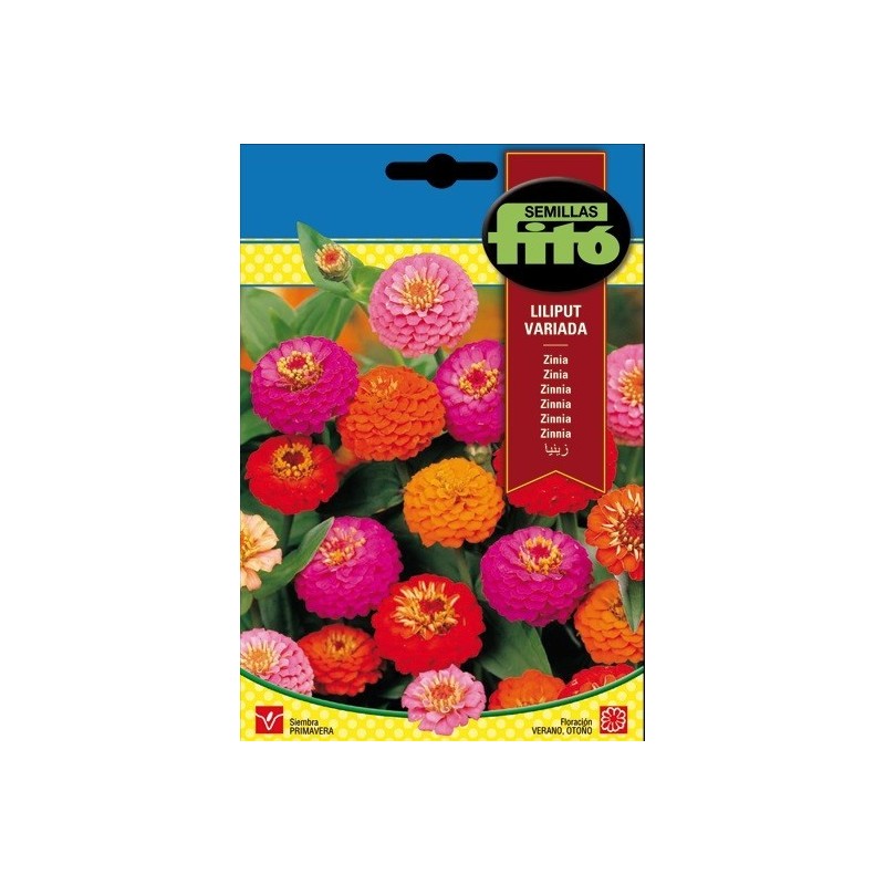 zinia (zinnia lilliput mix)