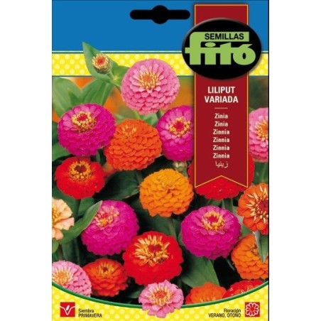 zinia (zinnia lilliput mix)