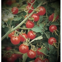 Tomate MattÂ´s wild cherry  - semillas sin tratamiento