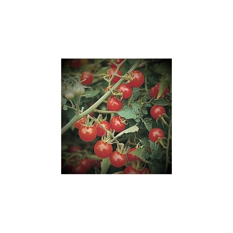 Tomate MattÂ´s wild cherry  - semillas sin tratamiento