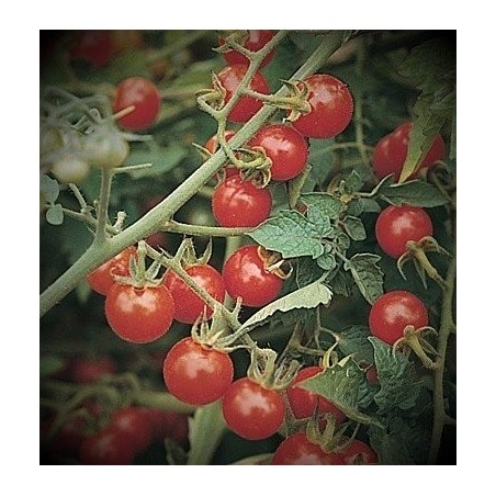 Tomate MattÂ´s wild cherry  - semillas sin tratamiento