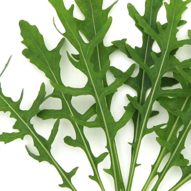 Rucula Salvaje (Semillas no tratadas)