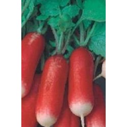 rabanito flamboyant (semillas no tratadas)