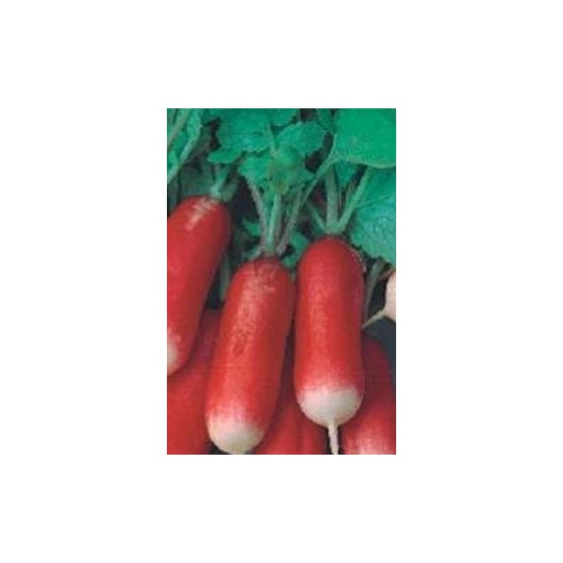 rabanito flamboyant (semillas no tratadas)