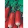 rabanito flamboyant (semillas no tratadas)