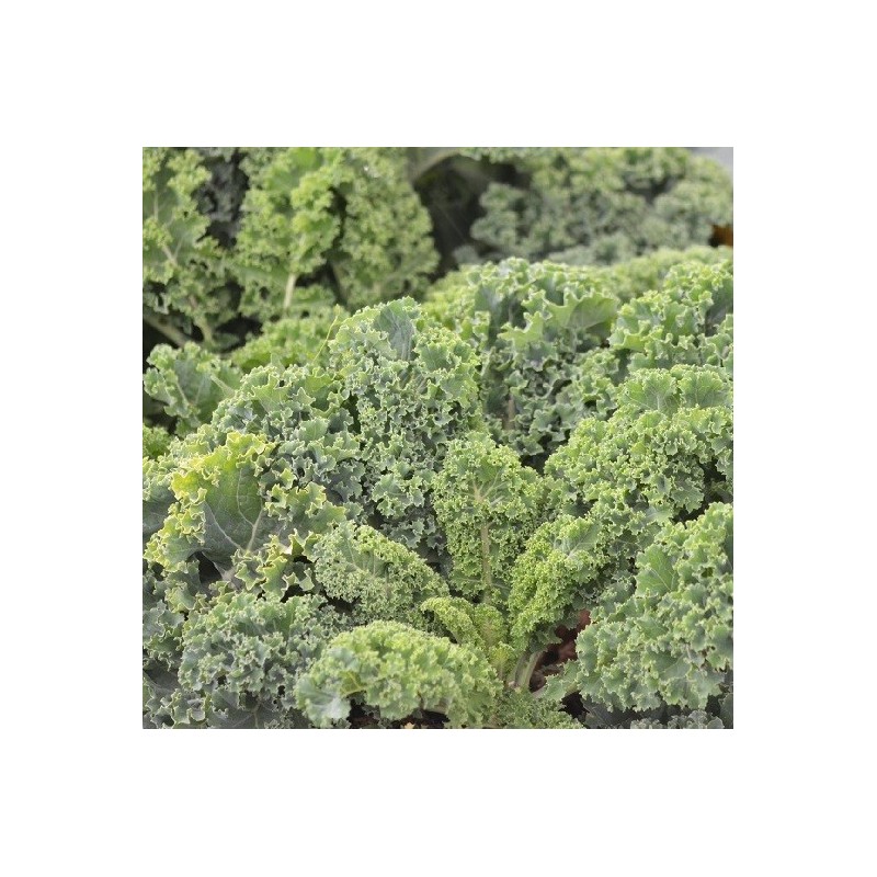 kale westland - semillas no tratadas