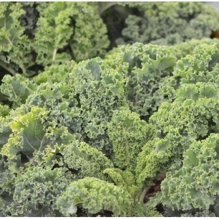 kale westland - semillas no tratadas
