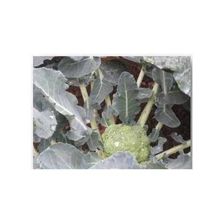 brocoli calabrese Natalino - semillas Fito
