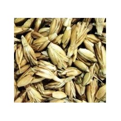 espelta para germinados (semillas ecolÃ³gicas)