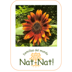 Girasol velvet queen