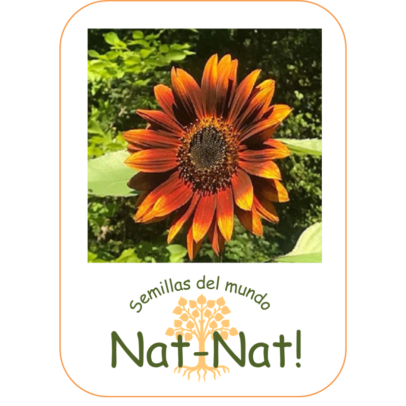 Girasol velvet queen