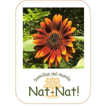 Girasol velvet queen