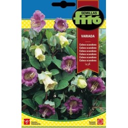 Cobea Scandens Variada